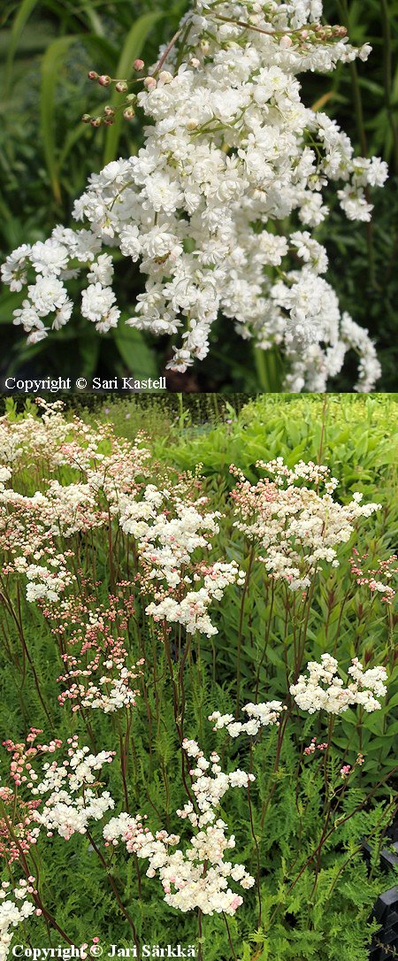 Filipendula vulgaris 'Plena', kaunoangervo